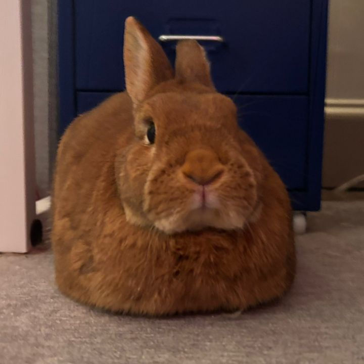 toastie