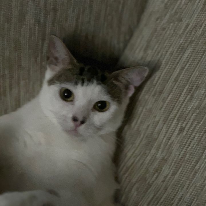 Molly
