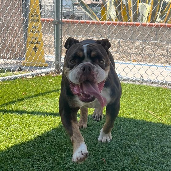 LA Paw Advocacy 🐾