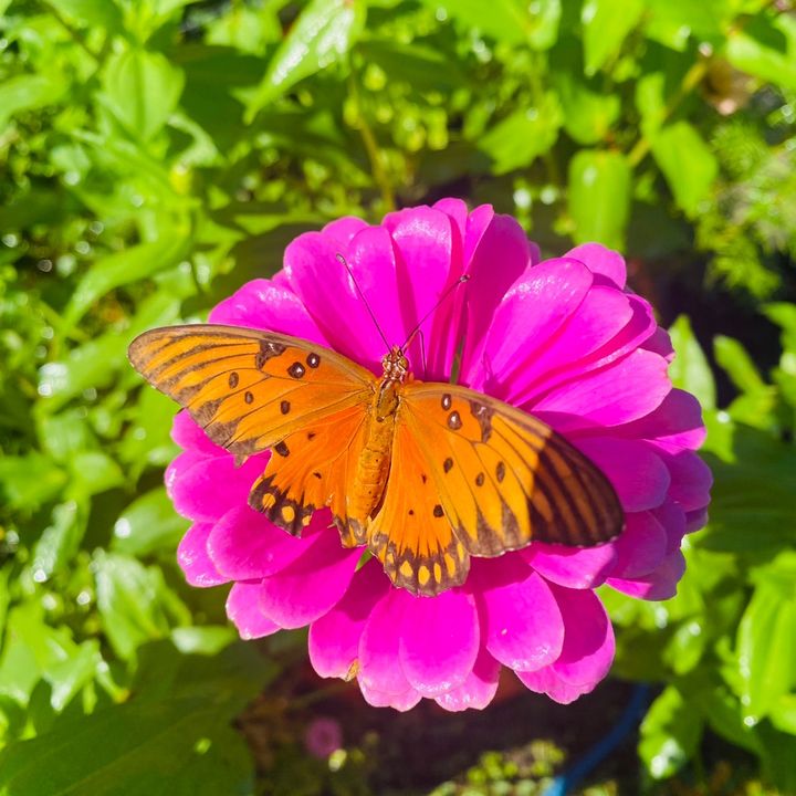 thehappygardenista