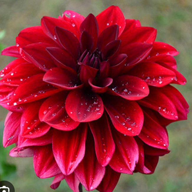 chikara🏵️