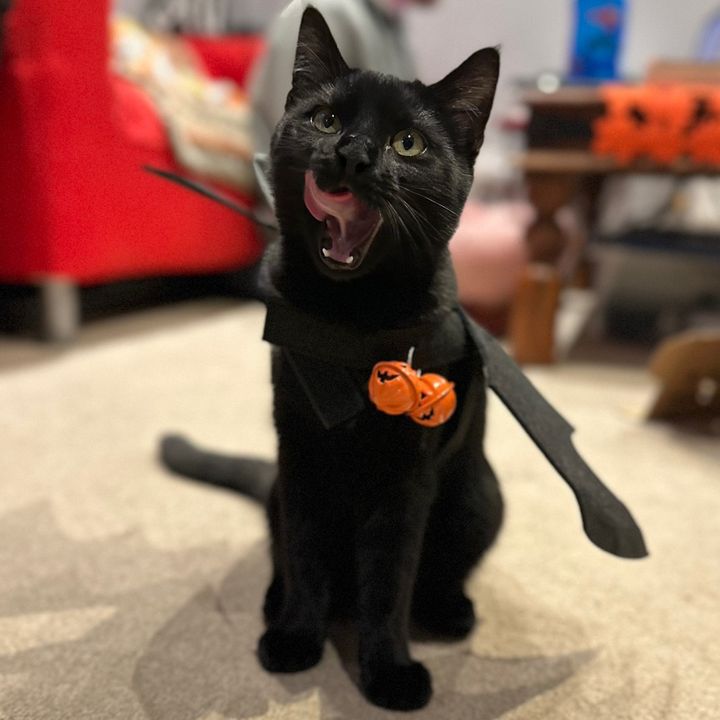 Muszkacat