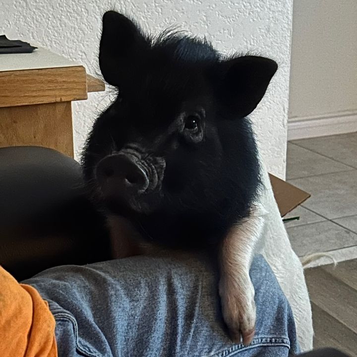 Tanky 🐽 & Honey Buns 🐷