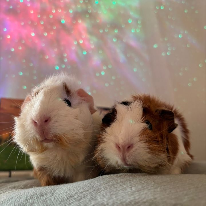 BOLITA & POLVORON 🐹