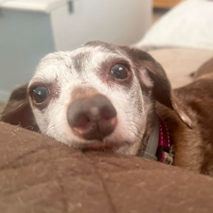 Adventures of Anni the Doxie