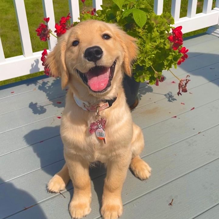 Ellie the Golden🩷