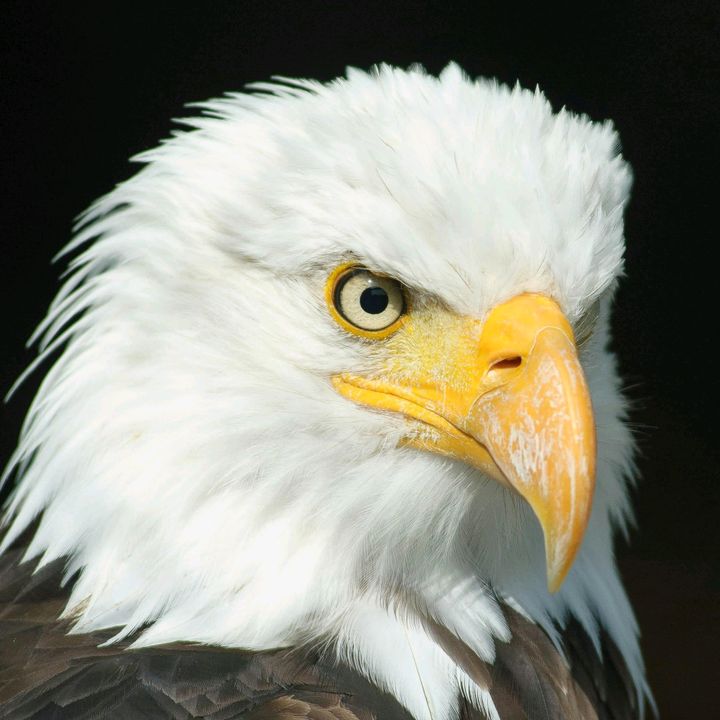 North American History