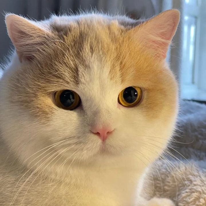 Petlover_Cats_698