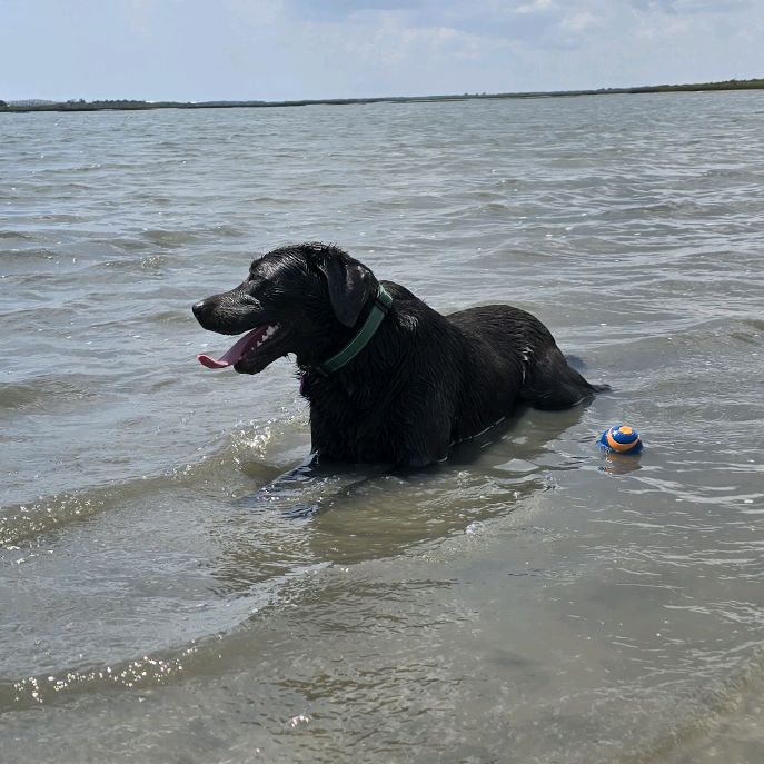 Alliethewetdog