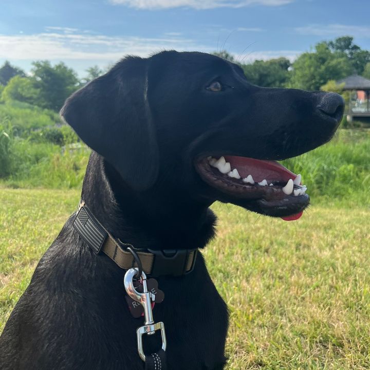 Reggie The Black Lab
