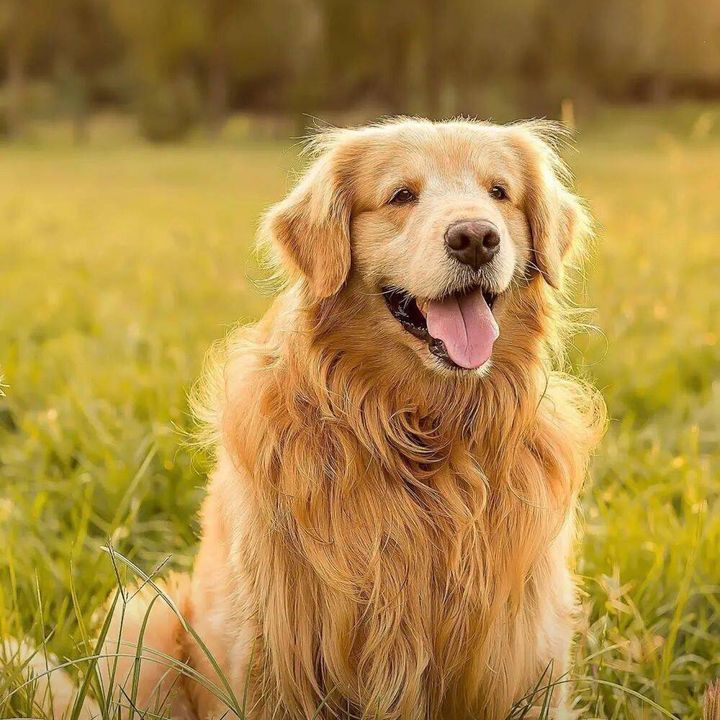 Funny dog-2424