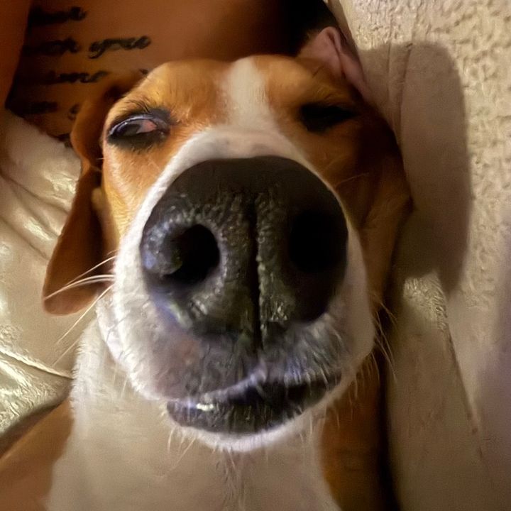 Ranger the Beagle 🐾