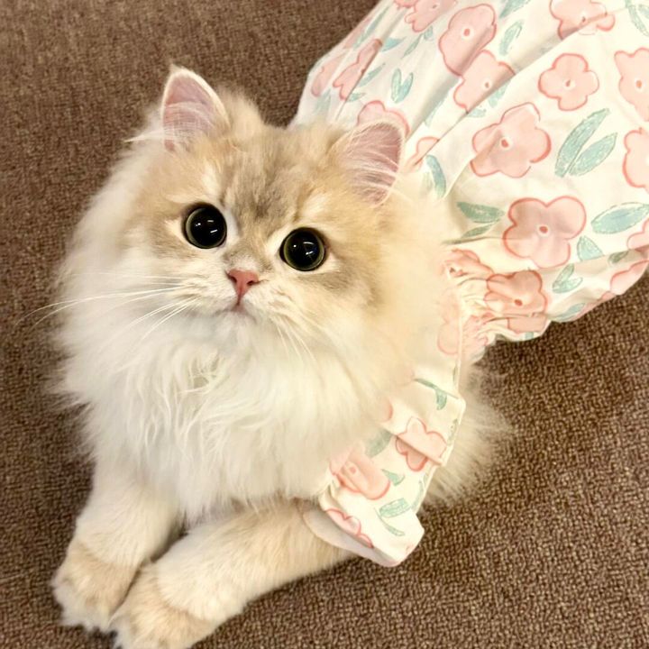 Daily life of cats_1007