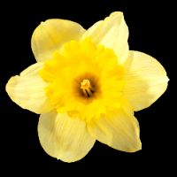 🌼🌼🌼