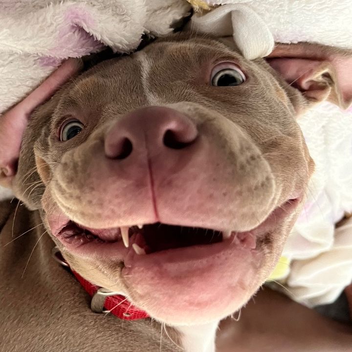 Nala la piraña