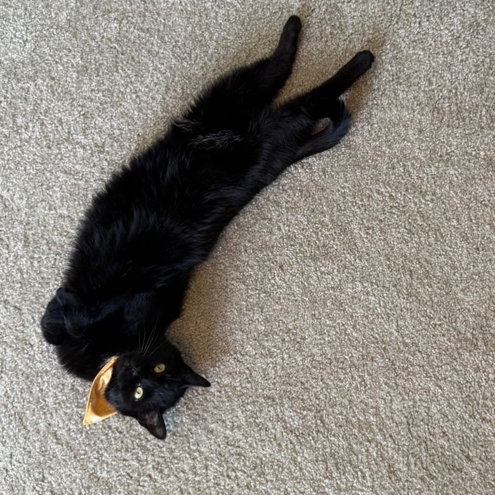 yuumisdailyflop