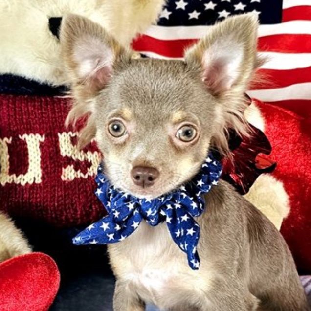 Little_Arlo_The_Chi