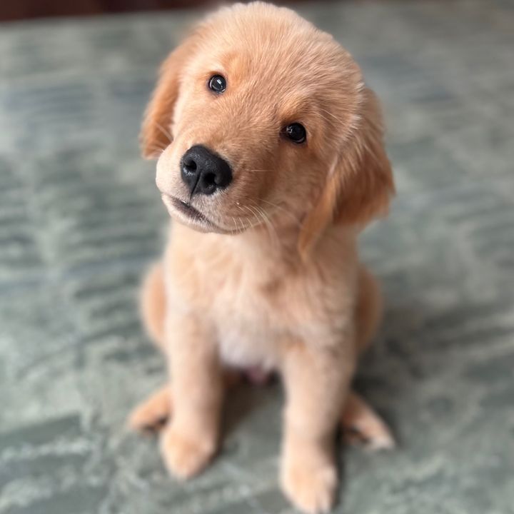 goldenretrieverlouie
