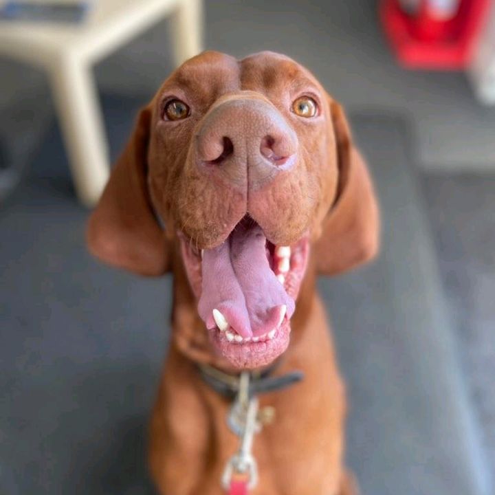 Otis the Hungarian Vizsla