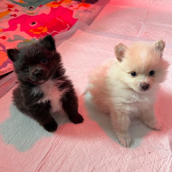 SWEETPOMS