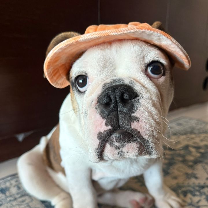 Ollie The Bulldog