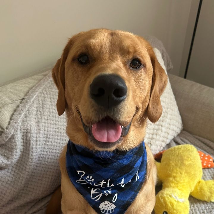 eddie.the.goldador