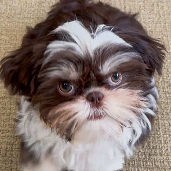 maddytheshihtz