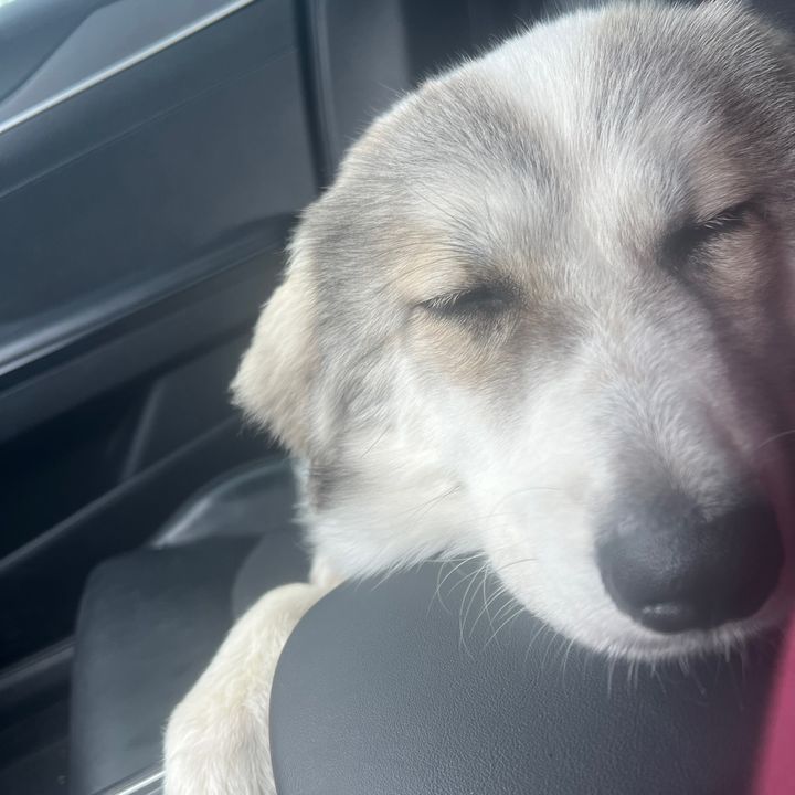 DAISYYYYPUPPYYYY
