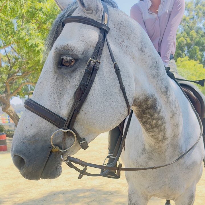 Welovehorses10k