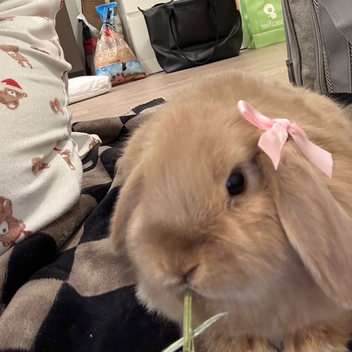 rosie