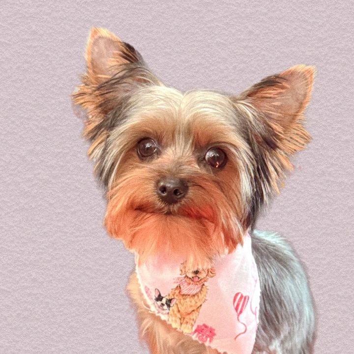 Crowley the Yorkie