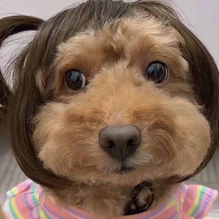 Funny pet 7