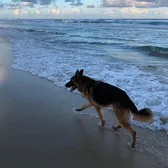 wholesomedoggo_1