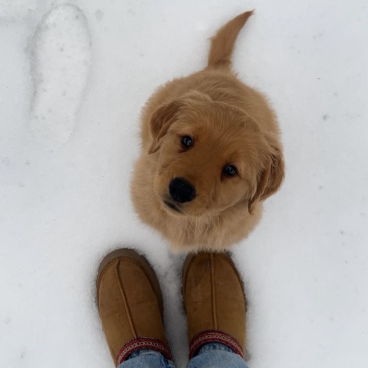 tuckerthegolden