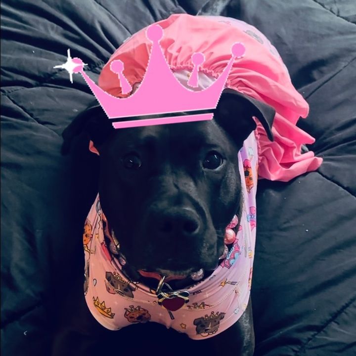 Arie the Baby Velociraptor🐕🦖