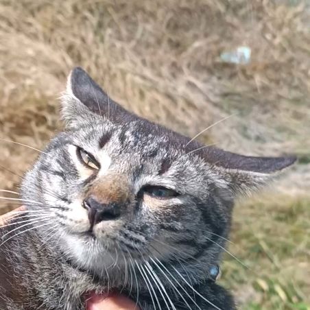 Ucop Belang