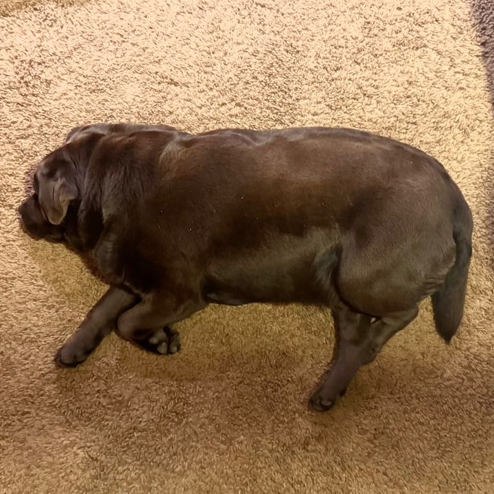 truckthedog
