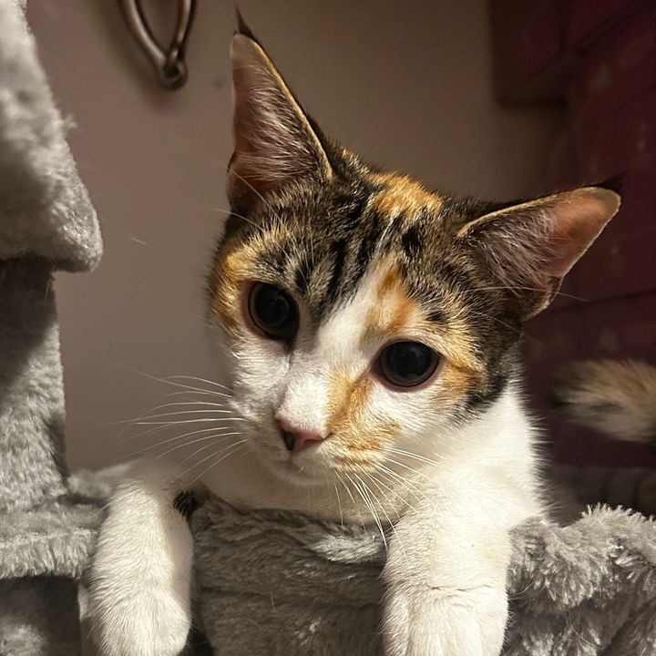 hopethecatandfriends