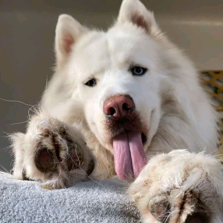 Oso The Samusky