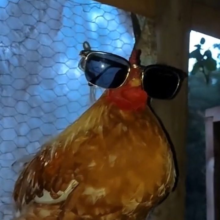 TikTok finds