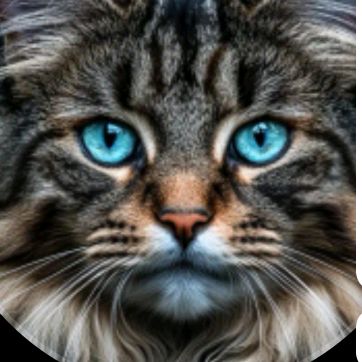 lion spech