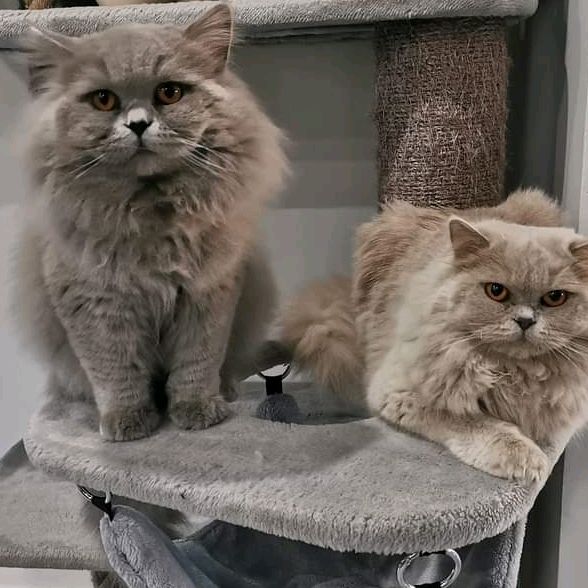 Les chats de Sakura