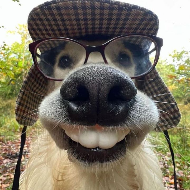 dailydoggo