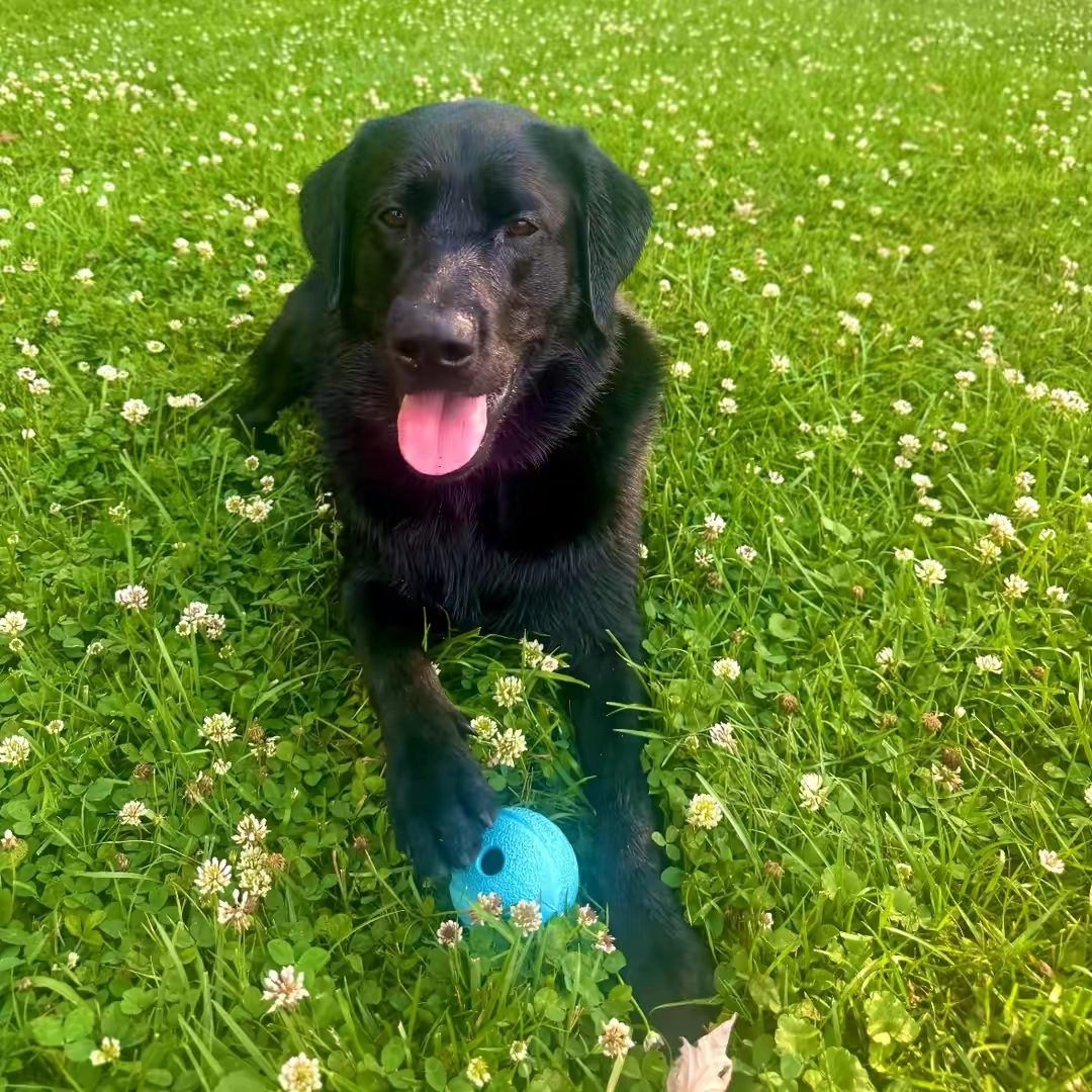 Roxyzooms
