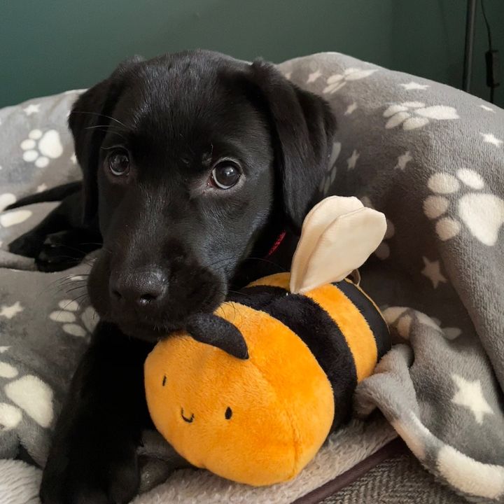 Rhumblebee 🐝🖤
