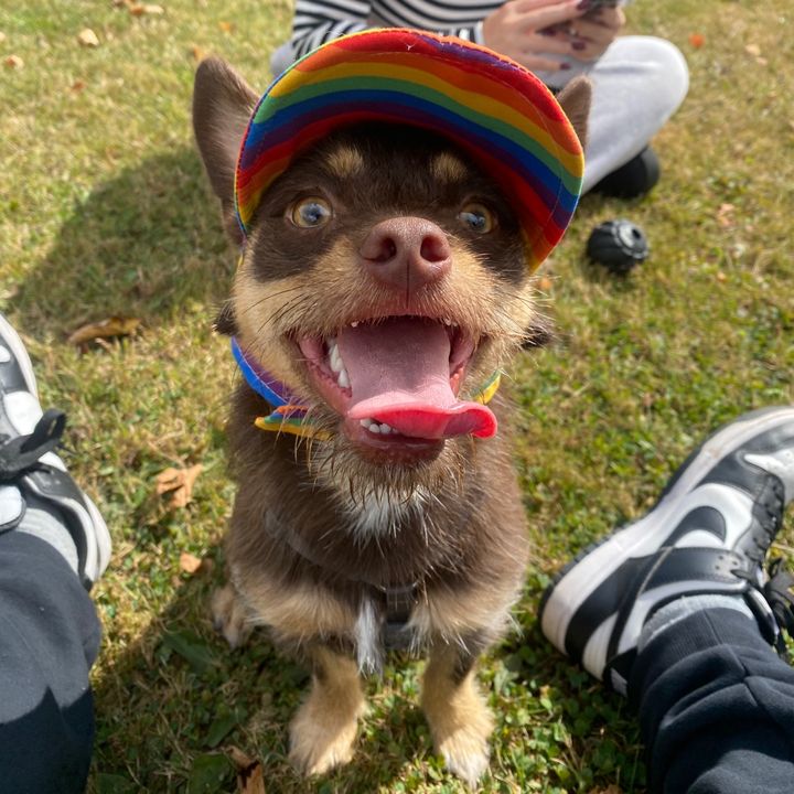Kevin_The_Shitpomchi