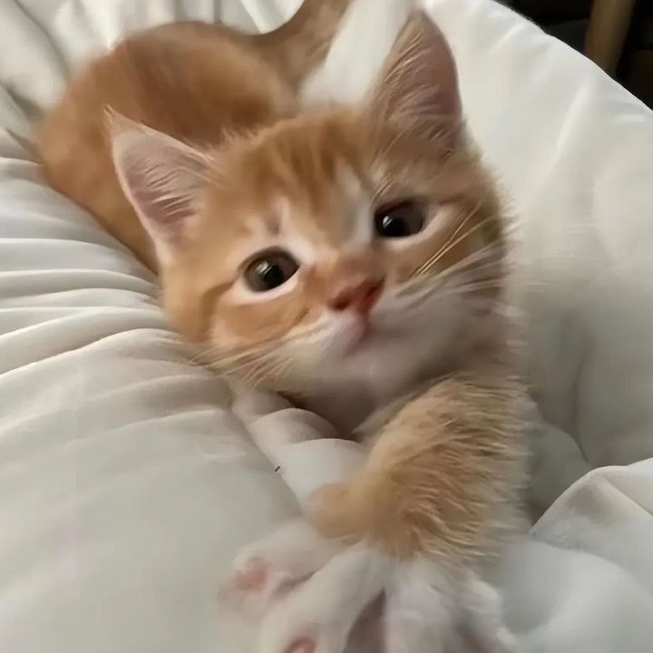 Jerry’s pet share