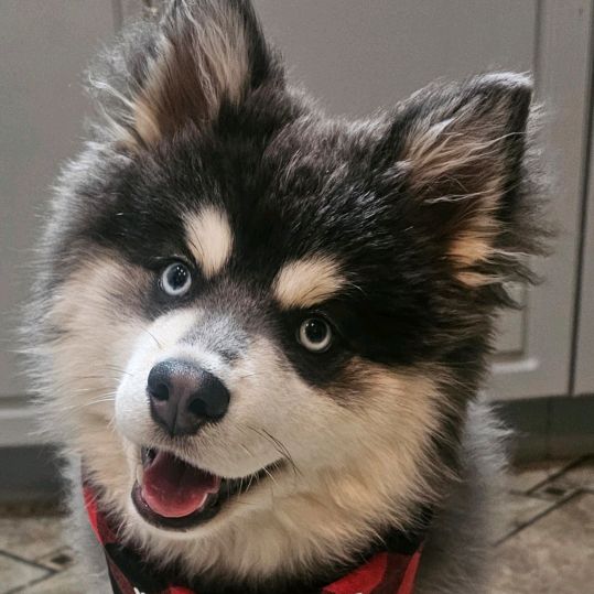 Zumie_The_pomsky