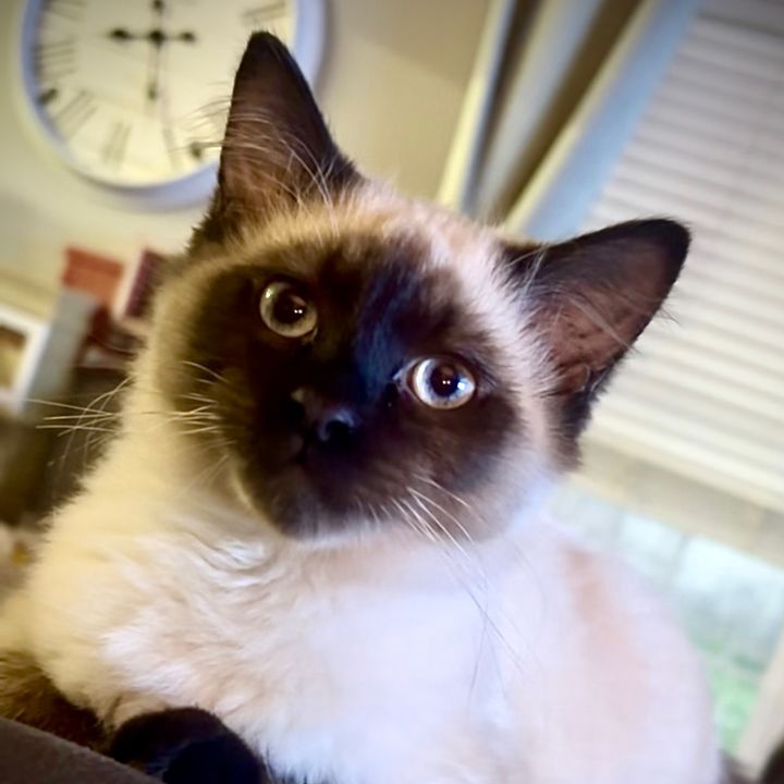 thepooffamily