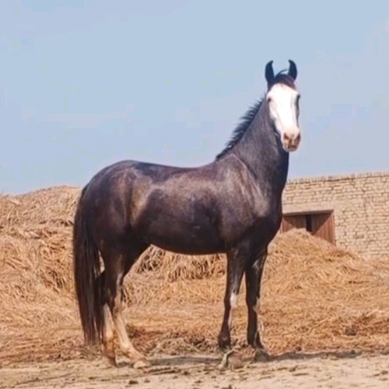 Al noor dairy farm2